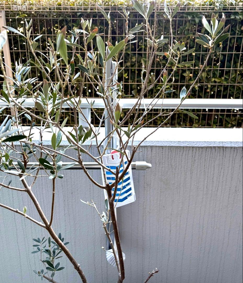 オリーブ SOUJU オリーミー ネバディロブランコ×シプレッシーノ 創樹