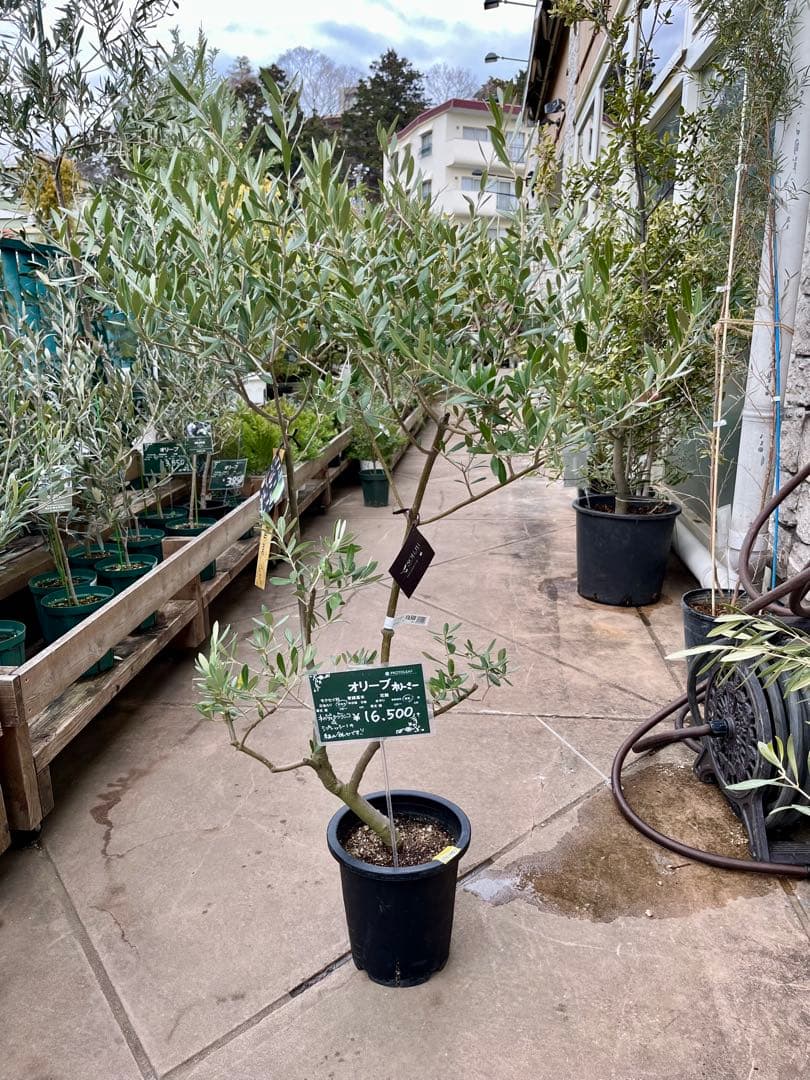 オリーブ SOUJU オリーミー ネバディロブランコ×シプレッシーノ 創樹