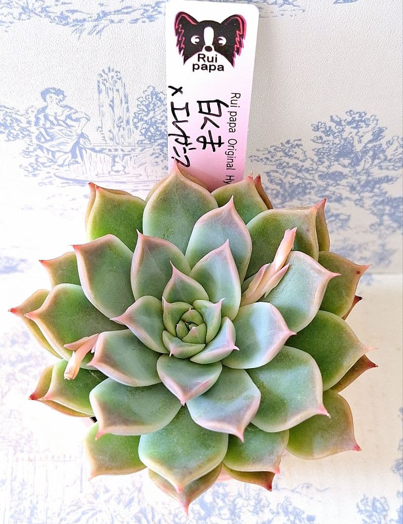 白くま×エレガンスラパス札付きポットごとメルカリ便ルイパパさん苗