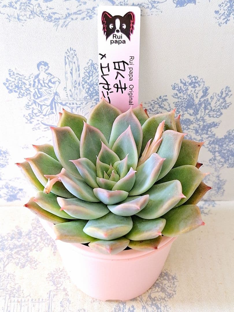 白くま×エレガンスラパス札付きポットごとメルカリ便ルイパパさん苗