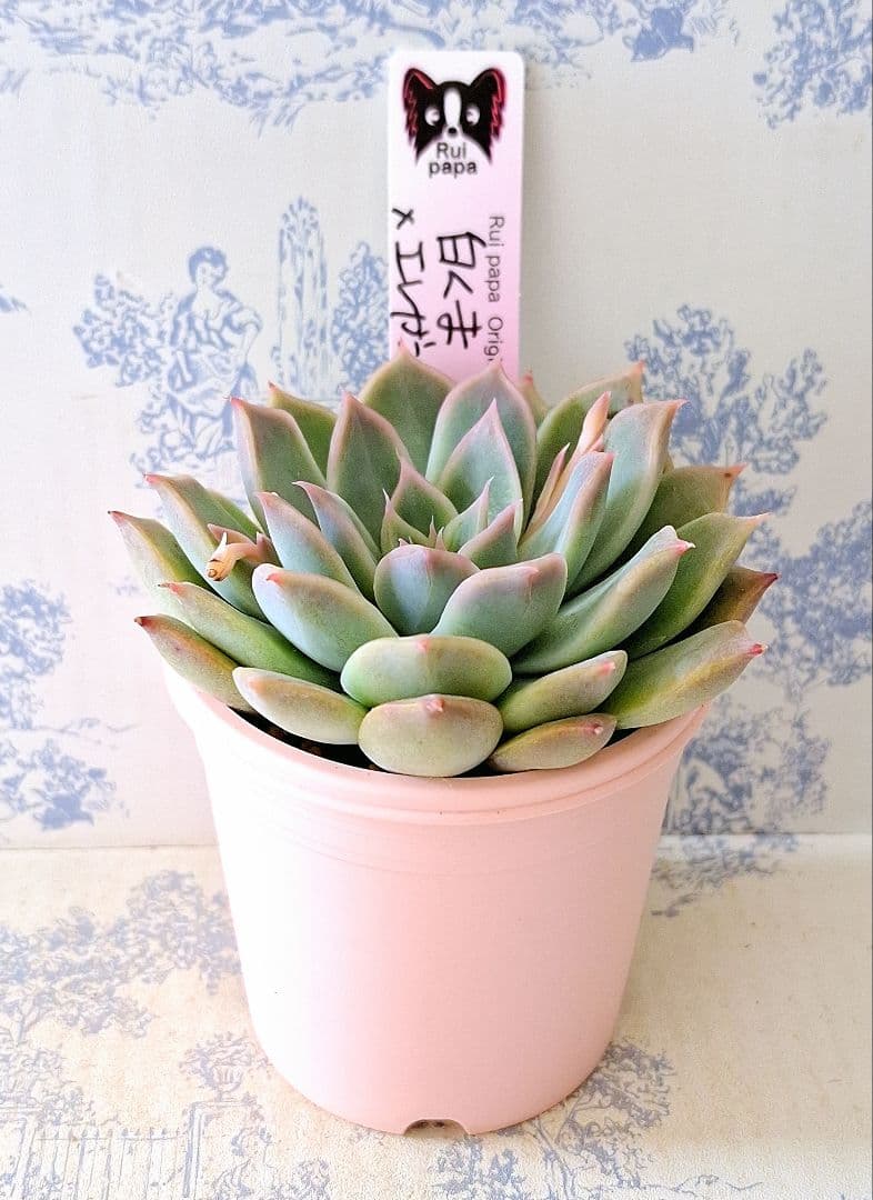 白くま×エレガンスラパス札付きポットごとメルカリ便ルイパパさん苗