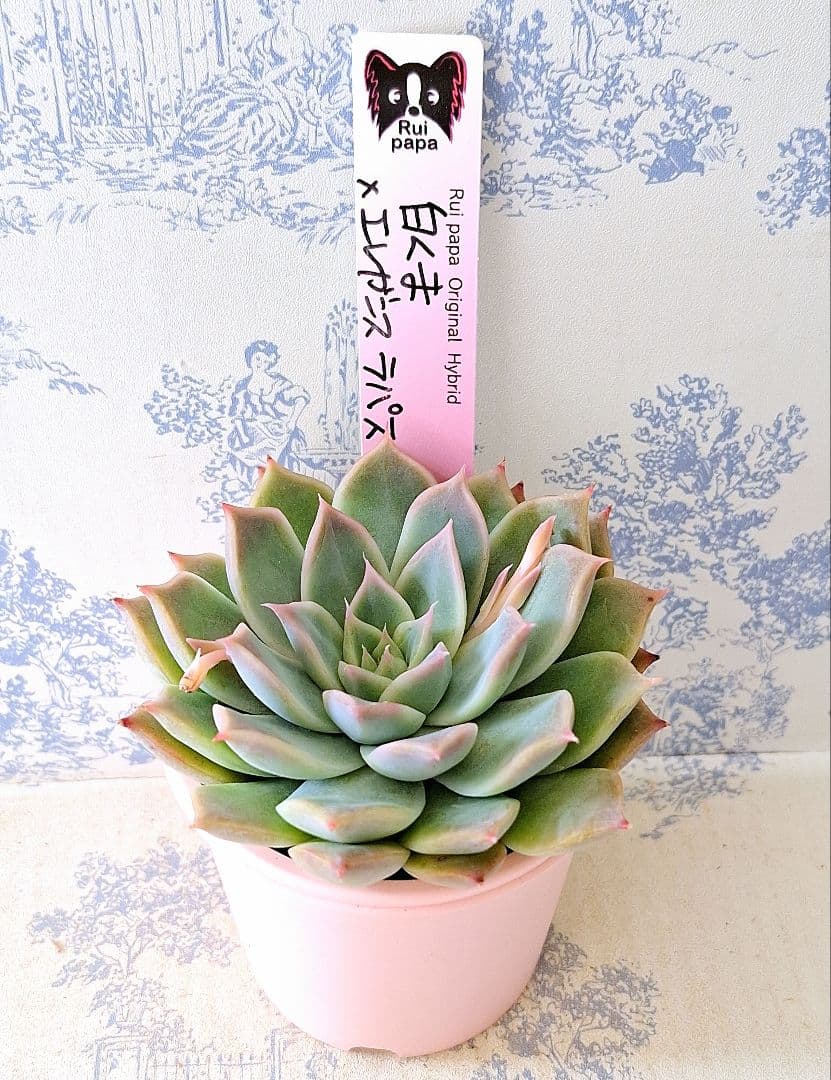 白くま×エレガンスラパス札付きポットごとメルカリ便ルイパパさん苗