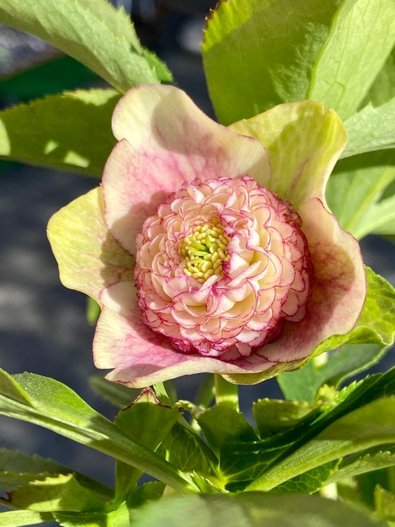 メビウス×プレミアムプリマヴェーラモーリーメビウス★クリスマスローズ苗★フル多弁