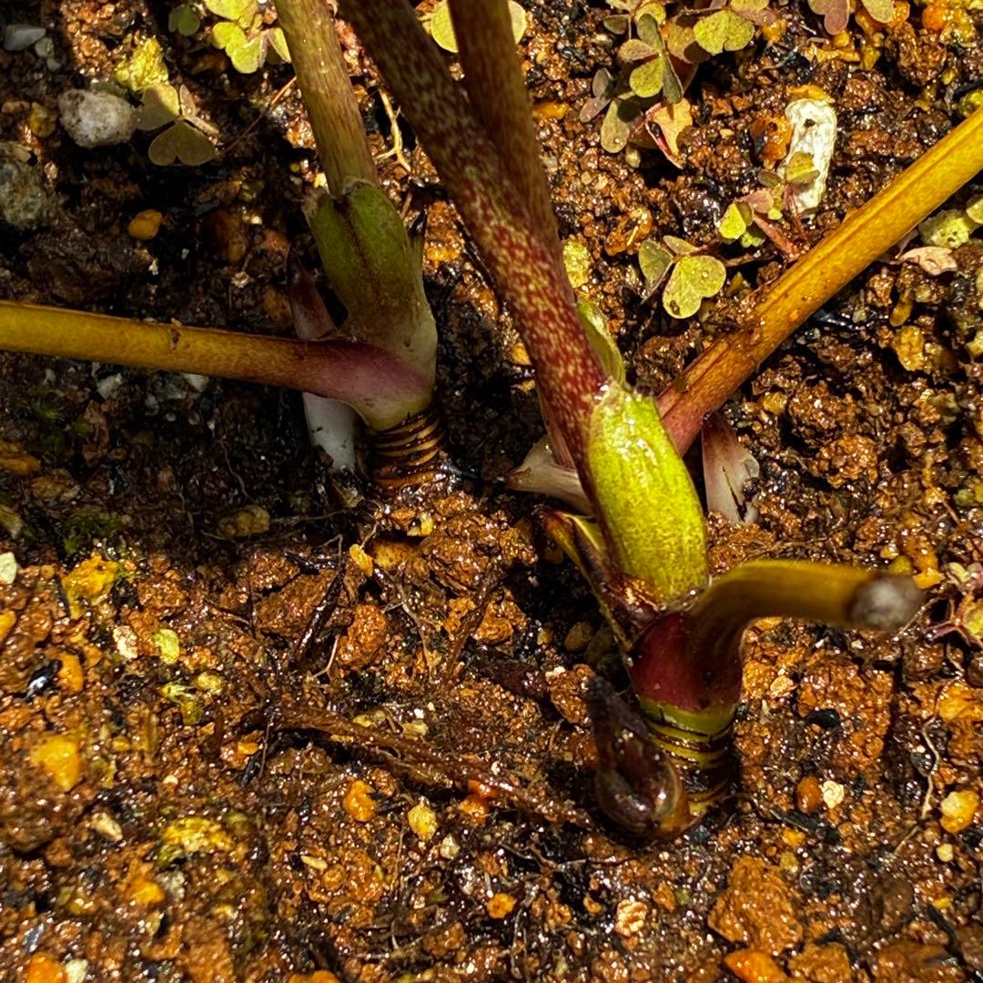 3766☘️３年間管理株☘️広瀬園芸さん直筆タグ付☘️⭐️原種系ピンク⭐️美リーフカラー⭐️