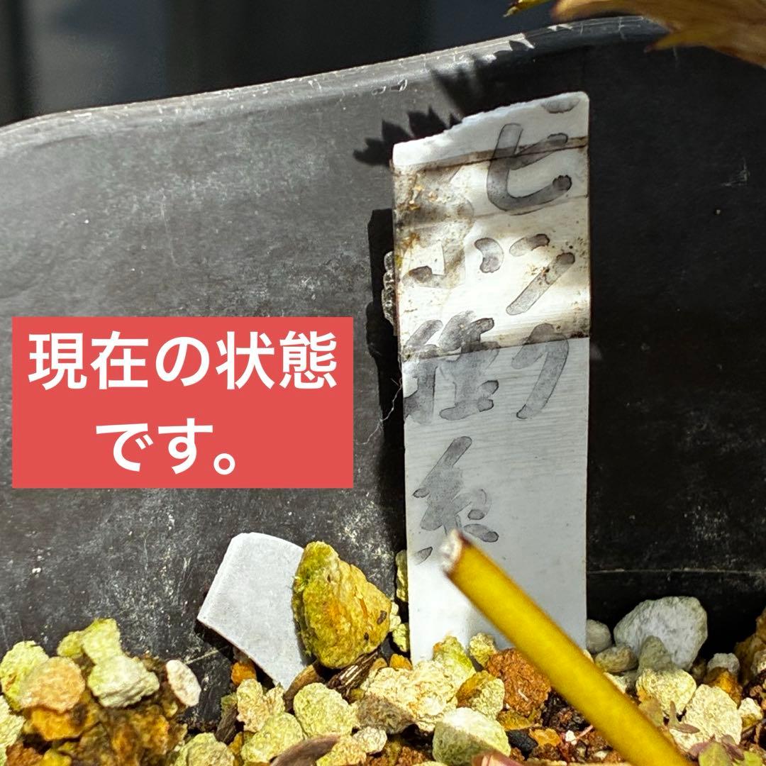 3766☘️３年間管理株☘️広瀬園芸さん直筆タグ付☘️⭐️原種系ピンク⭐️美リーフカラー⭐️