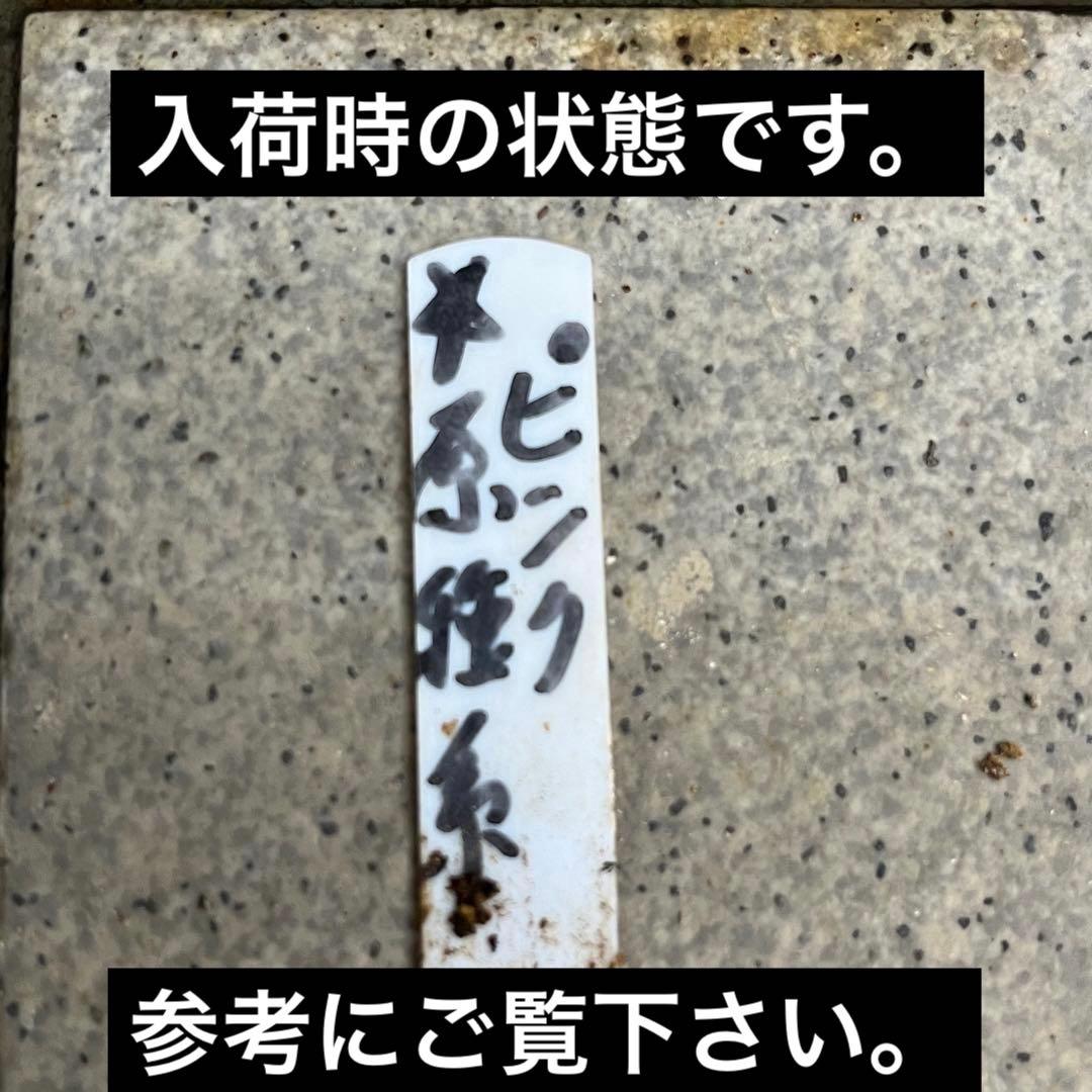 3766☘️３年間管理株☘️広瀬園芸さん直筆タグ付☘️⭐️原種系ピンク⭐️美リーフカラー⭐️