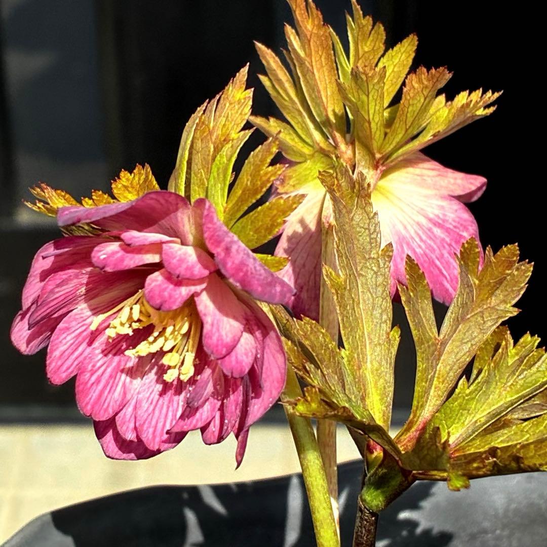 3766☘️３年間管理株☘️広瀬園芸さん直筆タグ付☘️⭐️原種系ピンク⭐️美リーフカラー⭐️