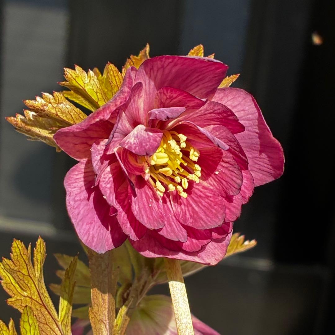 3766☘️３年間管理株☘️広瀬園芸さん直筆タグ付☘️⭐️原種系ピンク⭐️美リーフカラー⭐️