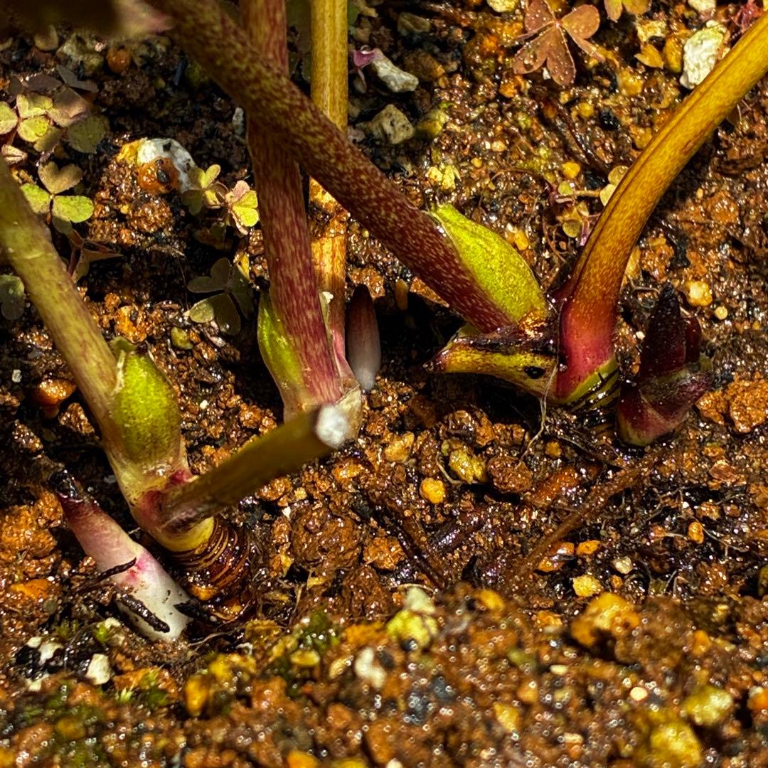 3766☘️３年間管理株☘️広瀬園芸さん直筆タグ付☘️⭐️原種系ピンク⭐️美リーフカラー⭐️