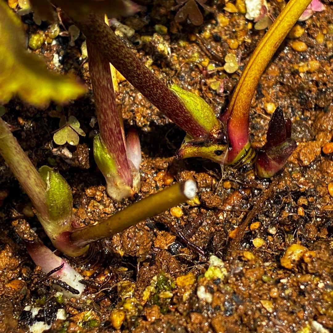 3766☘️３年間管理株☘️広瀬園芸さん直筆タグ付☘️⭐️原種系ピンク⭐️美リーフカラー⭐️