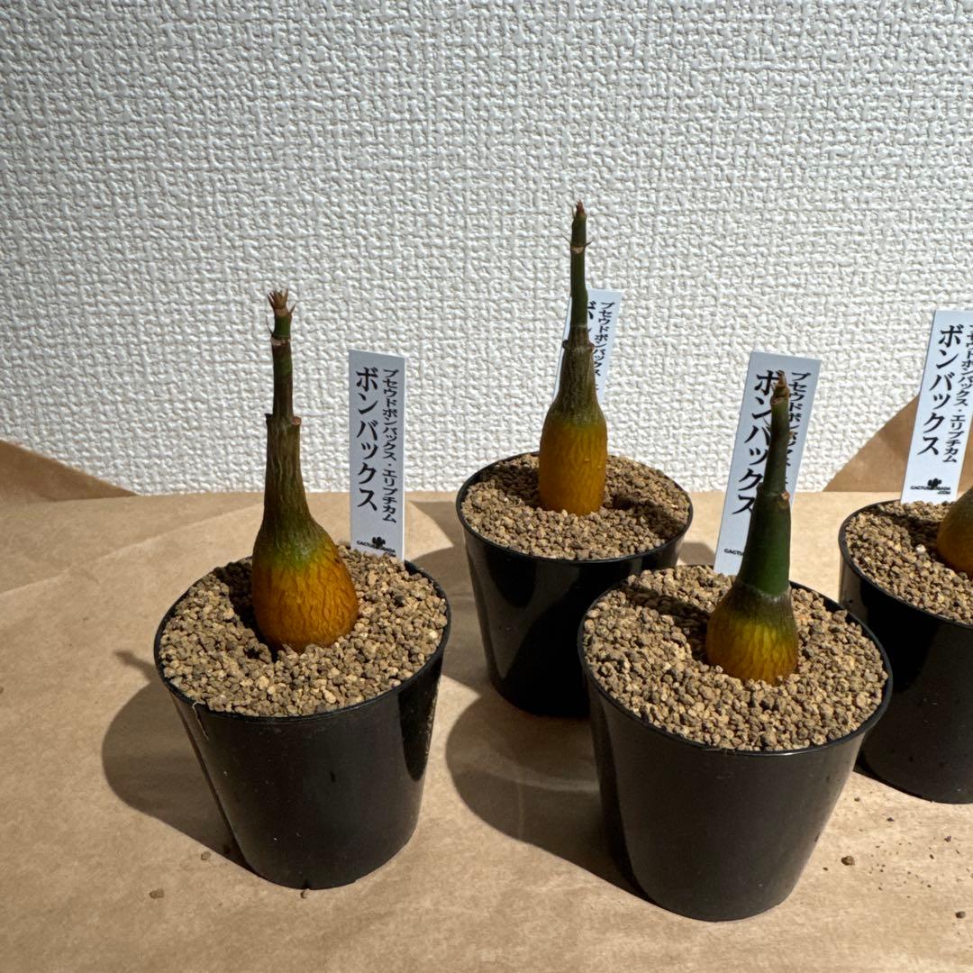 プセウドボンバックス　4株　抜き苗発送