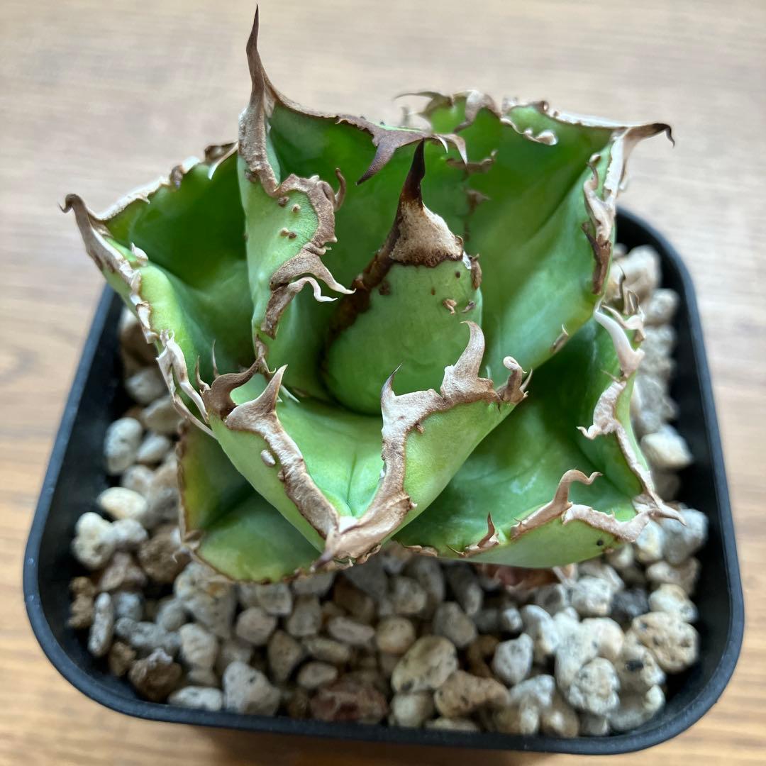 速達【鉢ごと発送】ぶつぶつ　アガべ　shangao-001 上澳園芸　星空TC