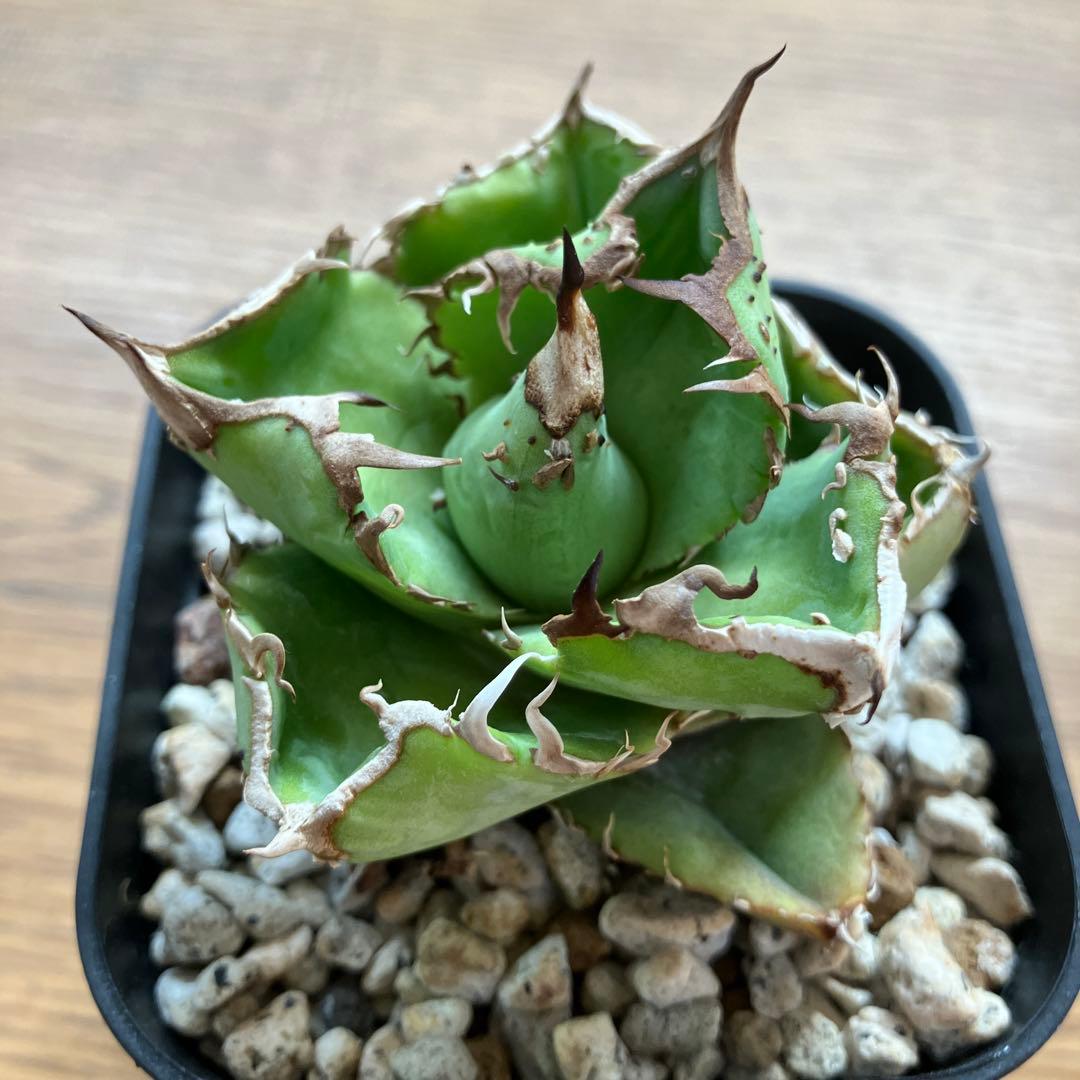 速達【鉢ごと発送】ぶつぶつ　アガべ　shangao-001 上澳園芸　星空TC