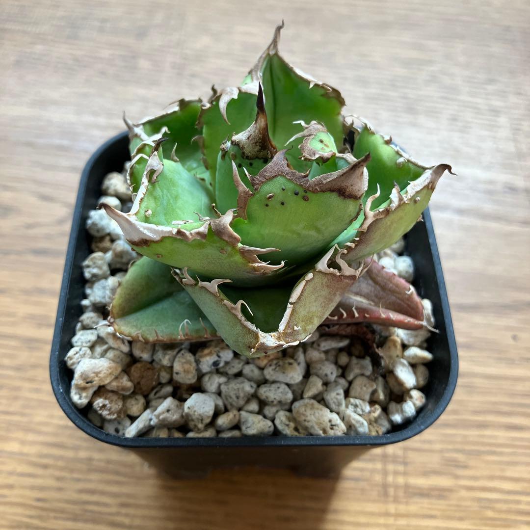 速達【鉢ごと発送】ぶつぶつ　アガべ　shangao-001 上澳園芸　星空TC