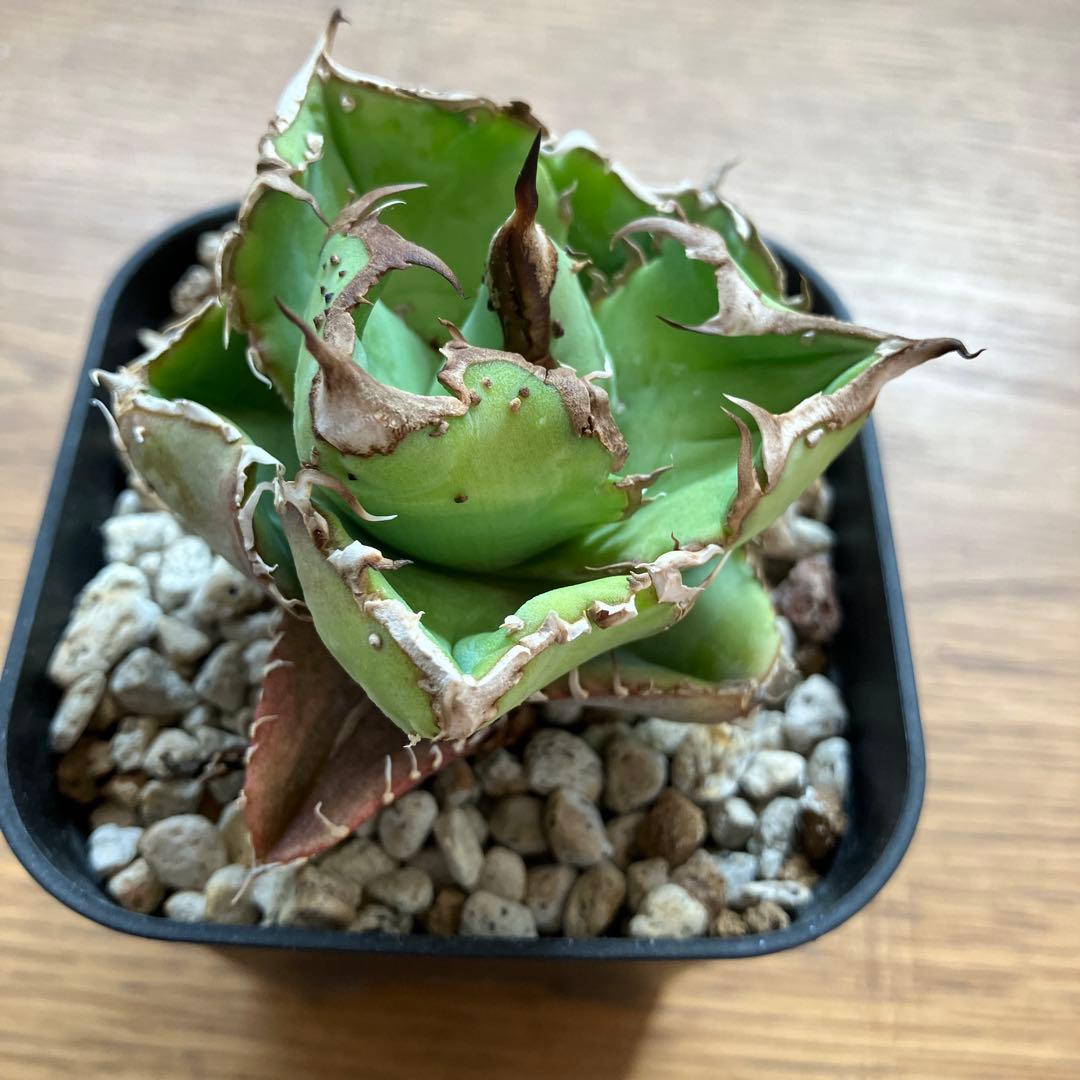 速達【鉢ごと発送】ぶつぶつ　アガべ　shangao-001 上澳園芸　星空TC