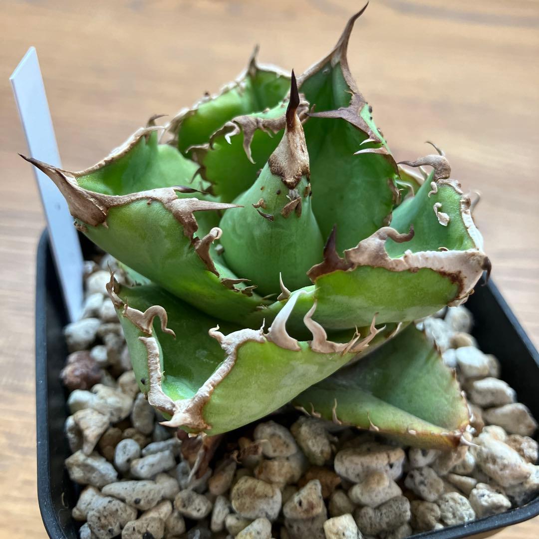 速達【鉢ごと発送】ぶつぶつ　アガべ　shangao-001 上澳園芸　星空TC