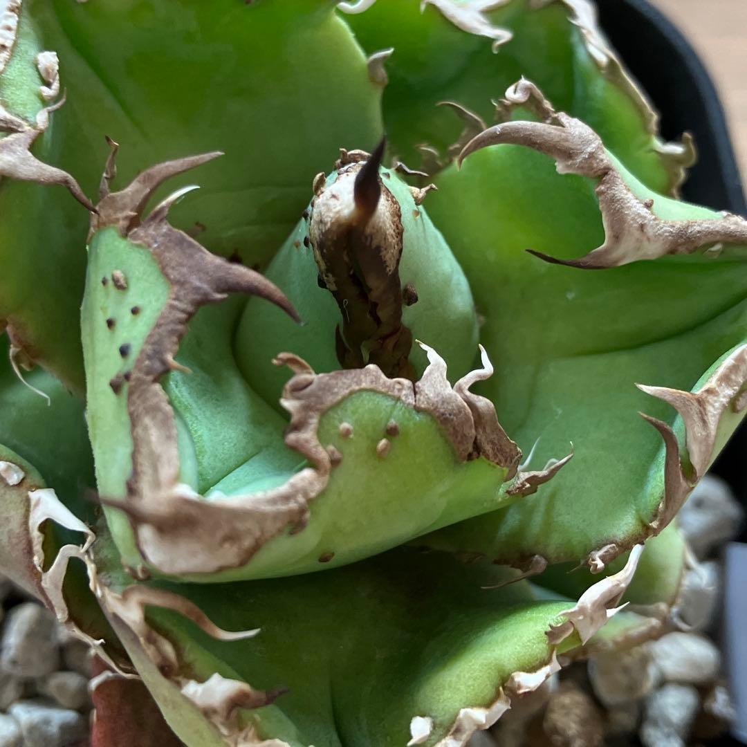 速達【鉢ごと発送】ぶつぶつ　アガべ　shangao-001 上澳園芸　星空TC