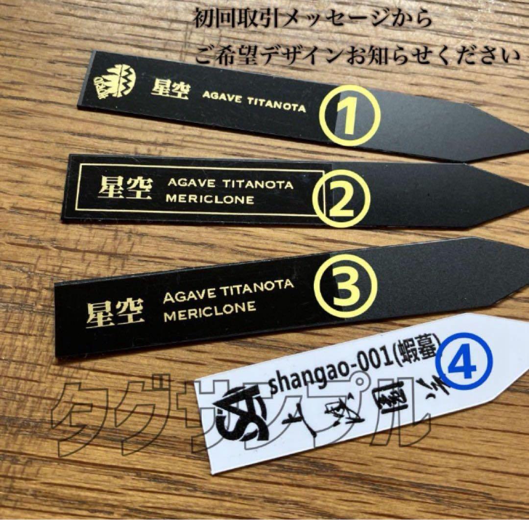 速達【鉢ごと発送】ぶつぶつ　アガべ　shangao-001 上澳園芸　星空TC