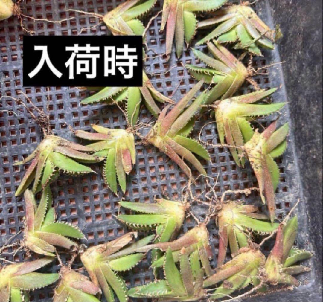 速達【鉢ごと発送】ぶつぶつ　アガべ　shangao-001 上澳園芸　星空TC