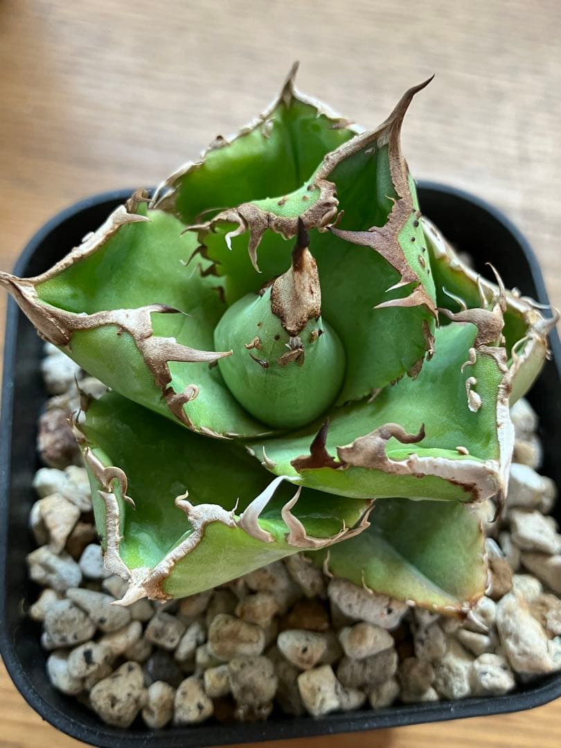 速達【鉢ごと発送】ぶつぶつ　アガべ　shangao-001 上澳園芸　星空TC