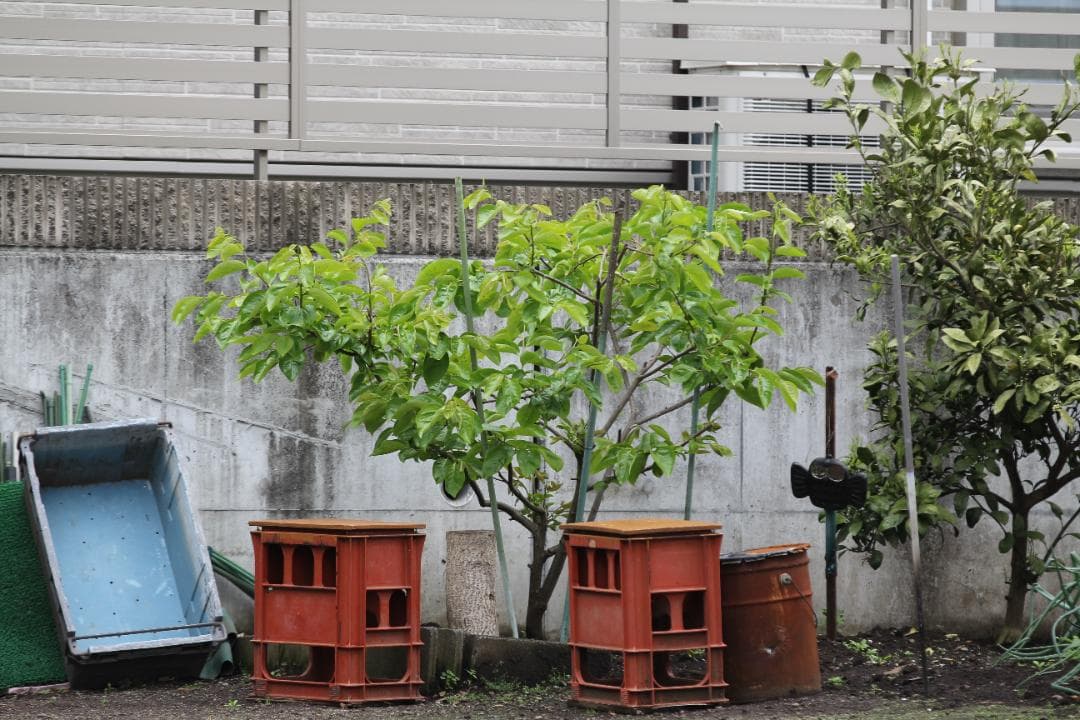 キャノン Canon EF 70-200mm F2.8L IS II USM