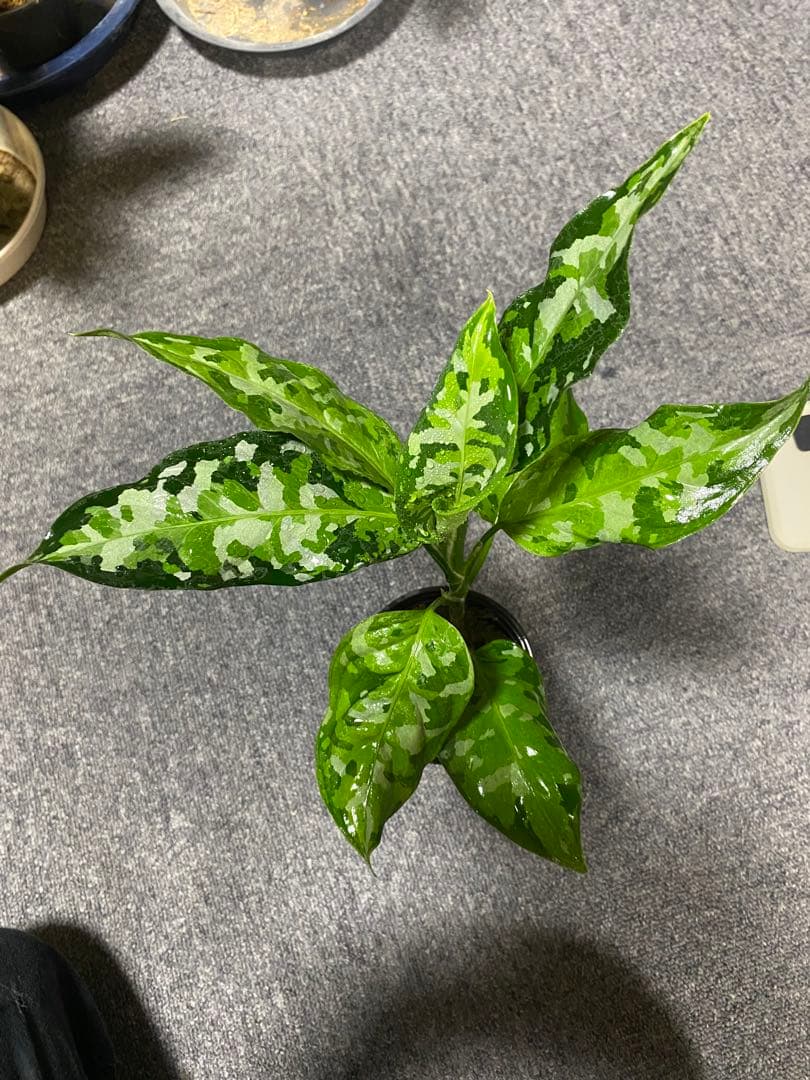 その他観葉植物 Aglaonema pictum Multicolor Andaman
