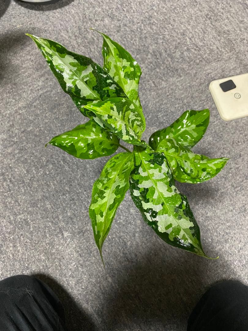 その他観葉植物 Aglaonema pictum Multicolor Andaman