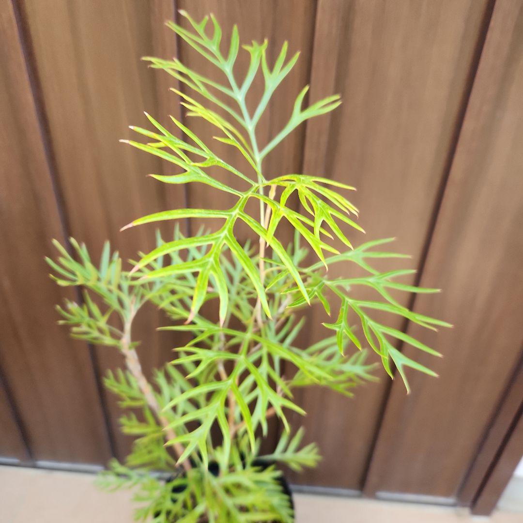 四季咲き　グレビレア　サパーブ　鉢植え　苗　オージープランツ