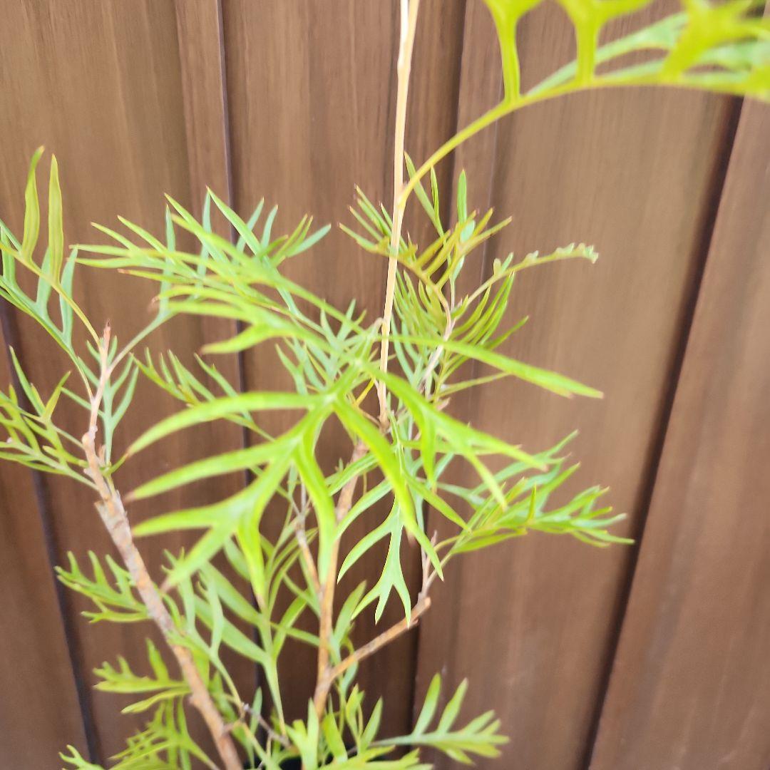 四季咲き　グレビレア　サパーブ　鉢植え　苗　オージープランツ