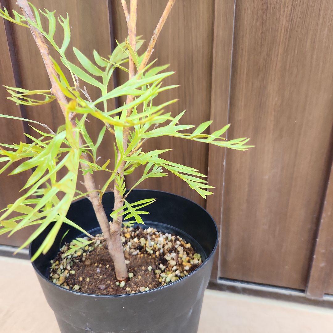 四季咲き　グレビレア　サパーブ　鉢植え　苗　オージープランツ