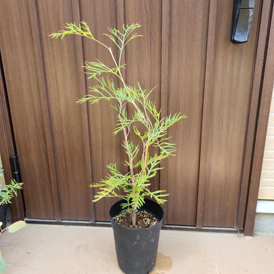 四季咲き　グレビレア　サパーブ　鉢植え　苗　オージープランツ