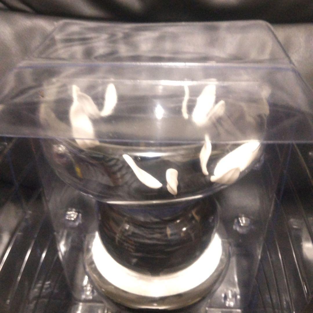 BOTANIZE パキポディウムグラキリスのフィギュア