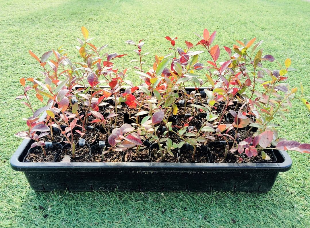 ブルーベリー苗　5本セット＋おまけ品種不明苗1本付き