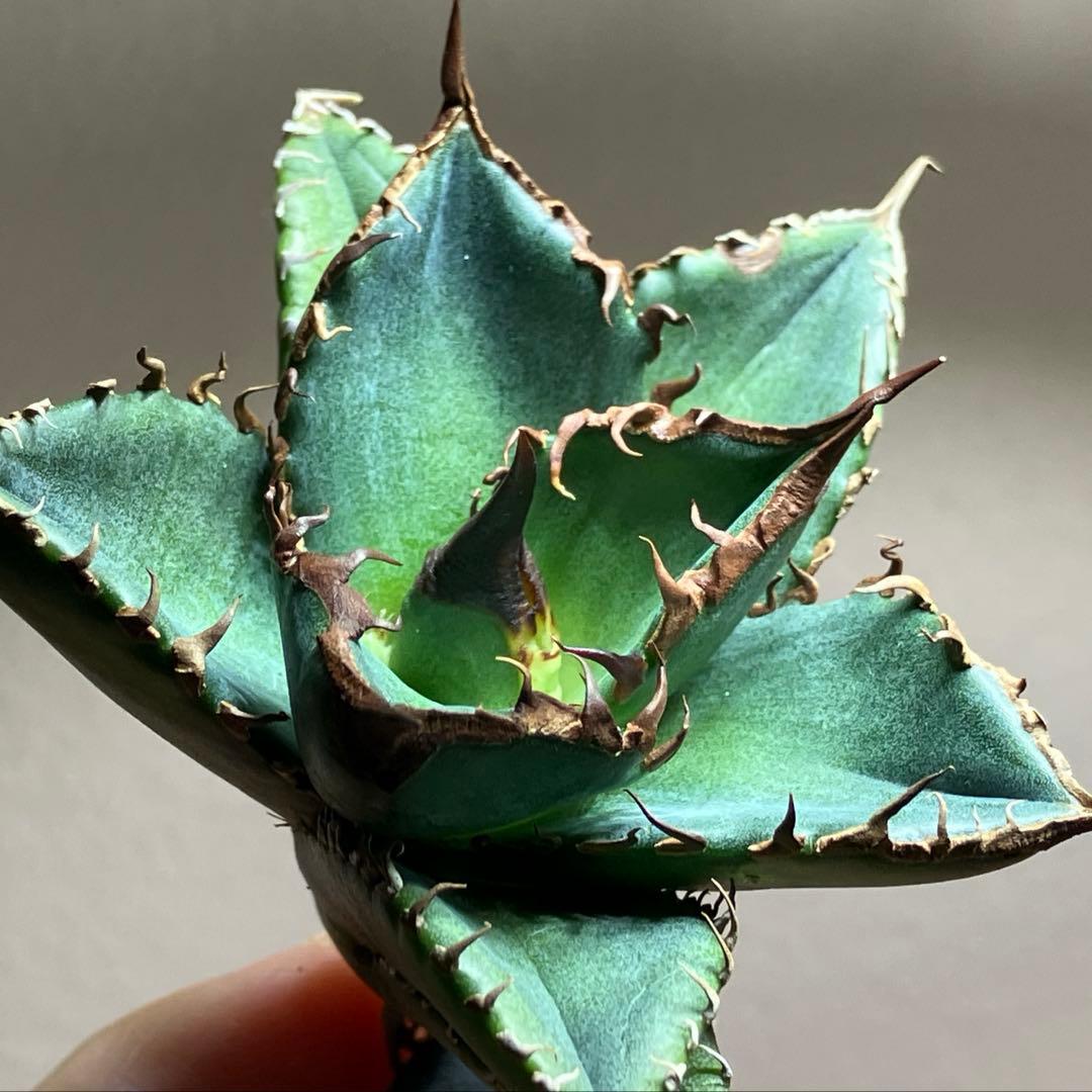 サービス品【速達】⑦優秀　選抜　黒棘　強棘　アガベ　緑犀牛　TC