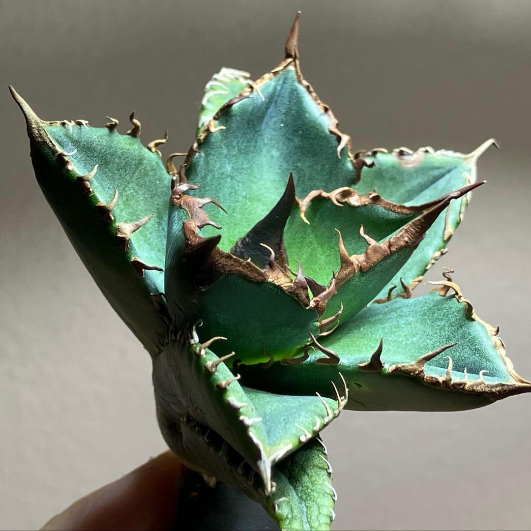 サービス品【速達】⑦優秀　選抜　黒棘　強棘　アガベ　緑犀牛　TC