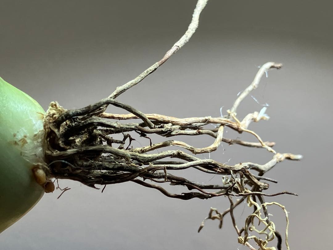 サービス品【速達】⑦優秀　選抜　黒棘　強棘　アガベ　緑犀牛　TC