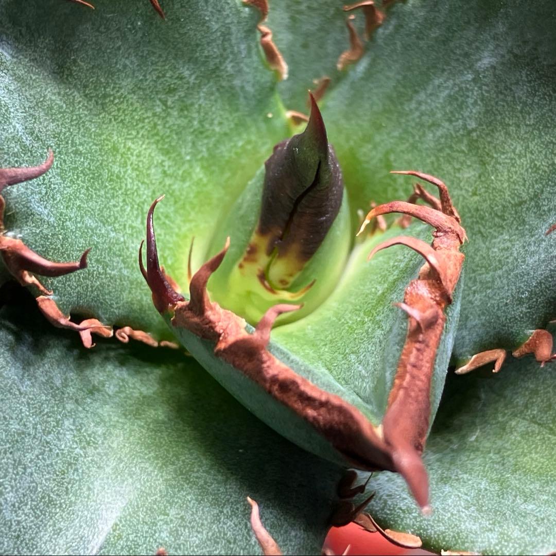 サービス品【速達】⑦優秀　選抜　黒棘　強棘　アガベ　緑犀牛　TC