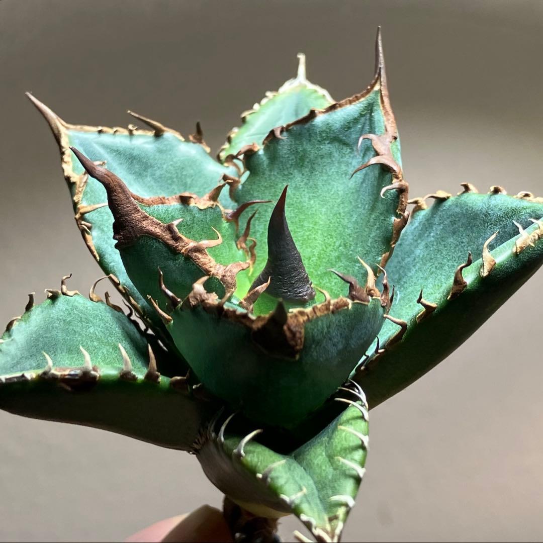 サービス品【速達】⑦優秀　選抜　黒棘　強棘　アガベ　緑犀牛　TC