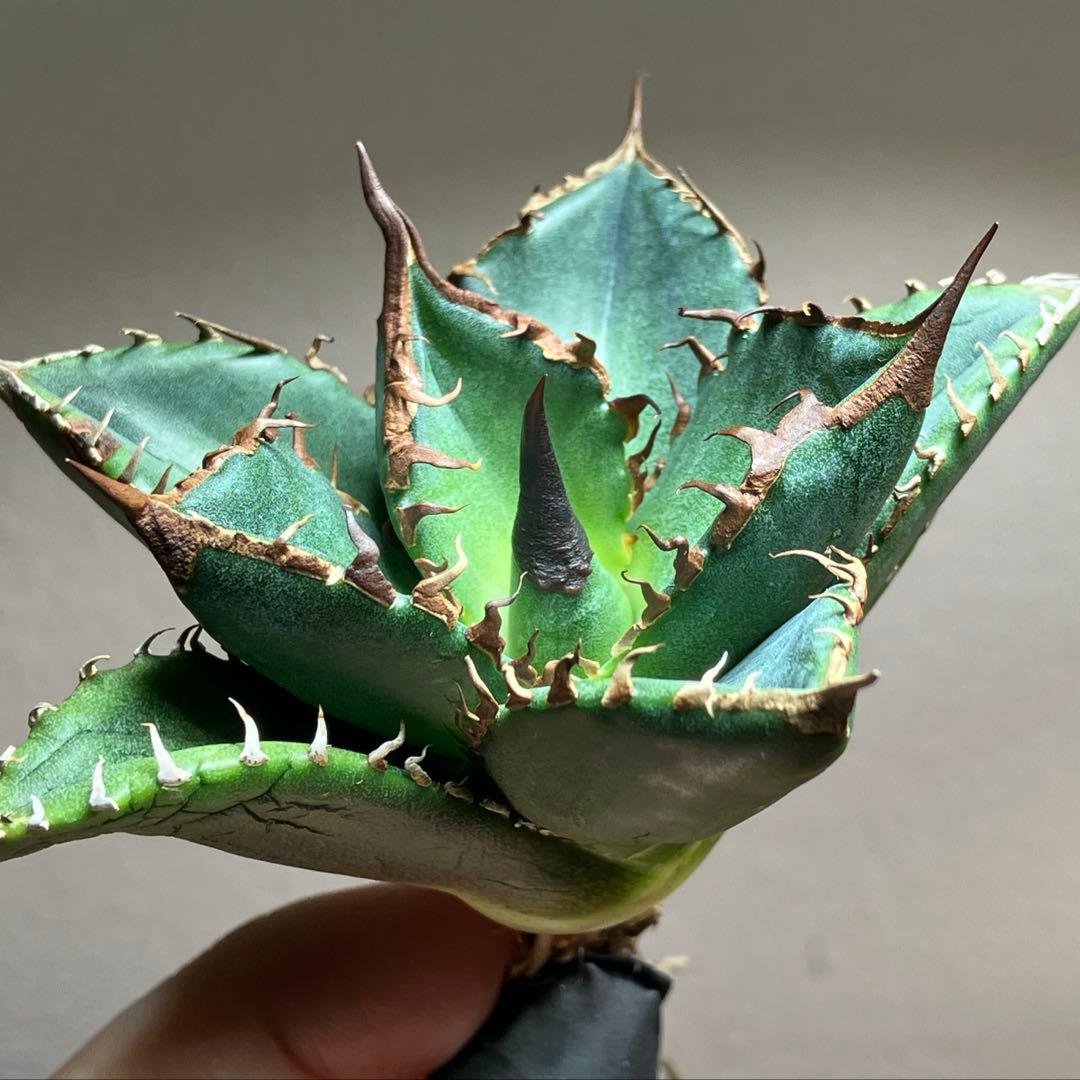 サービス品【速達】⑦優秀　選抜　黒棘　強棘　アガベ　緑犀牛　TC