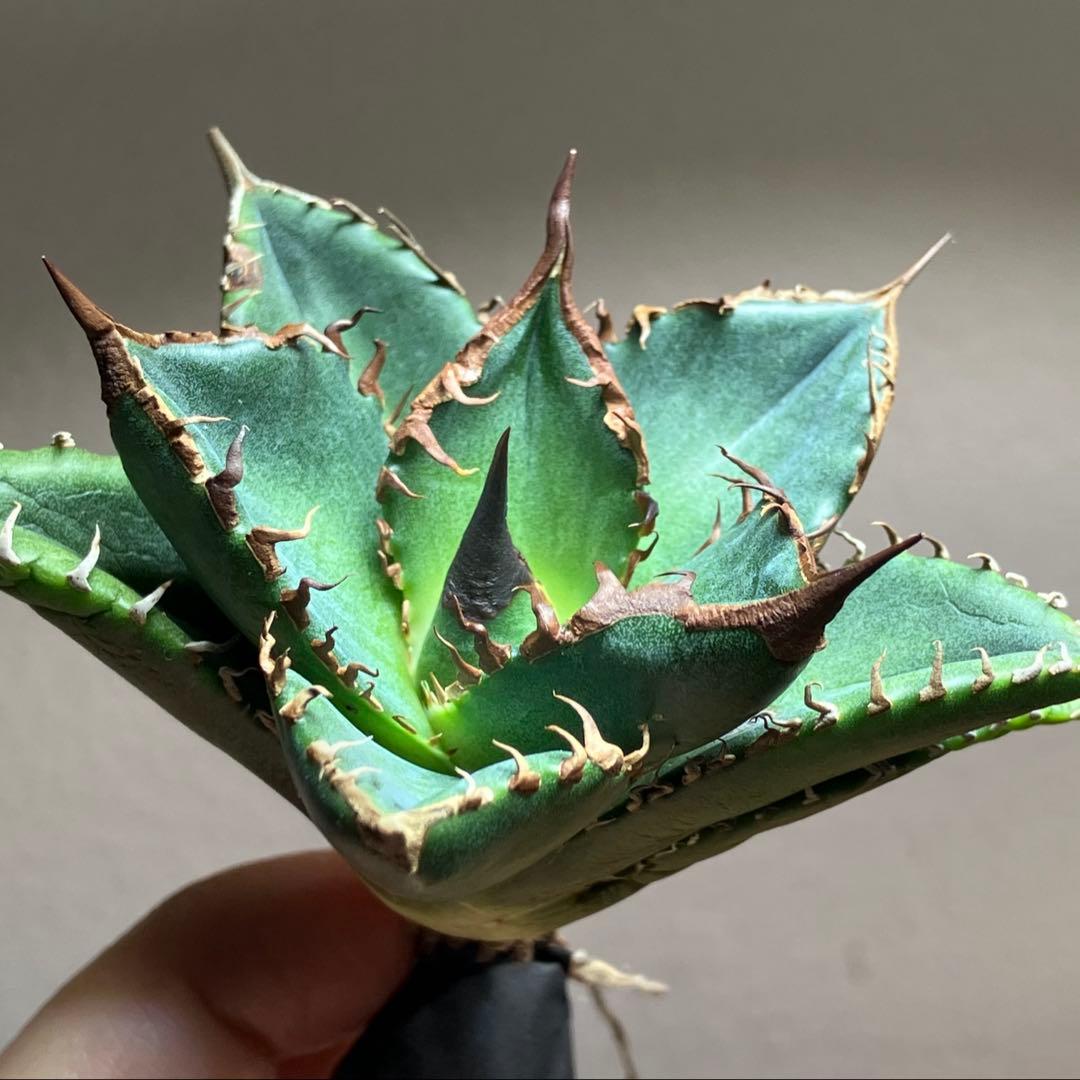 サービス品【速達】⑦優秀　選抜　黒棘　強棘　アガベ　緑犀牛　TC