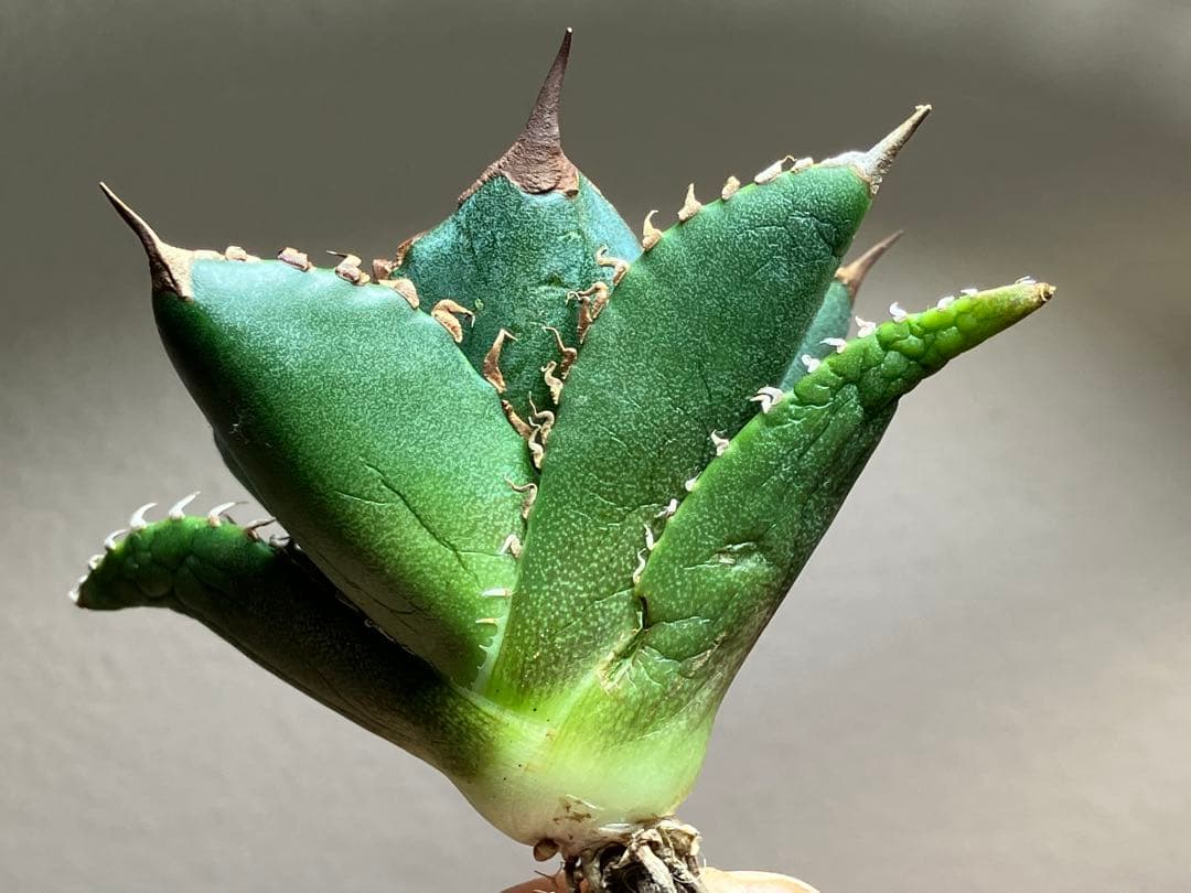 サービス品【速達】⑦優秀　選抜　黒棘　強棘　アガベ　緑犀牛　TC