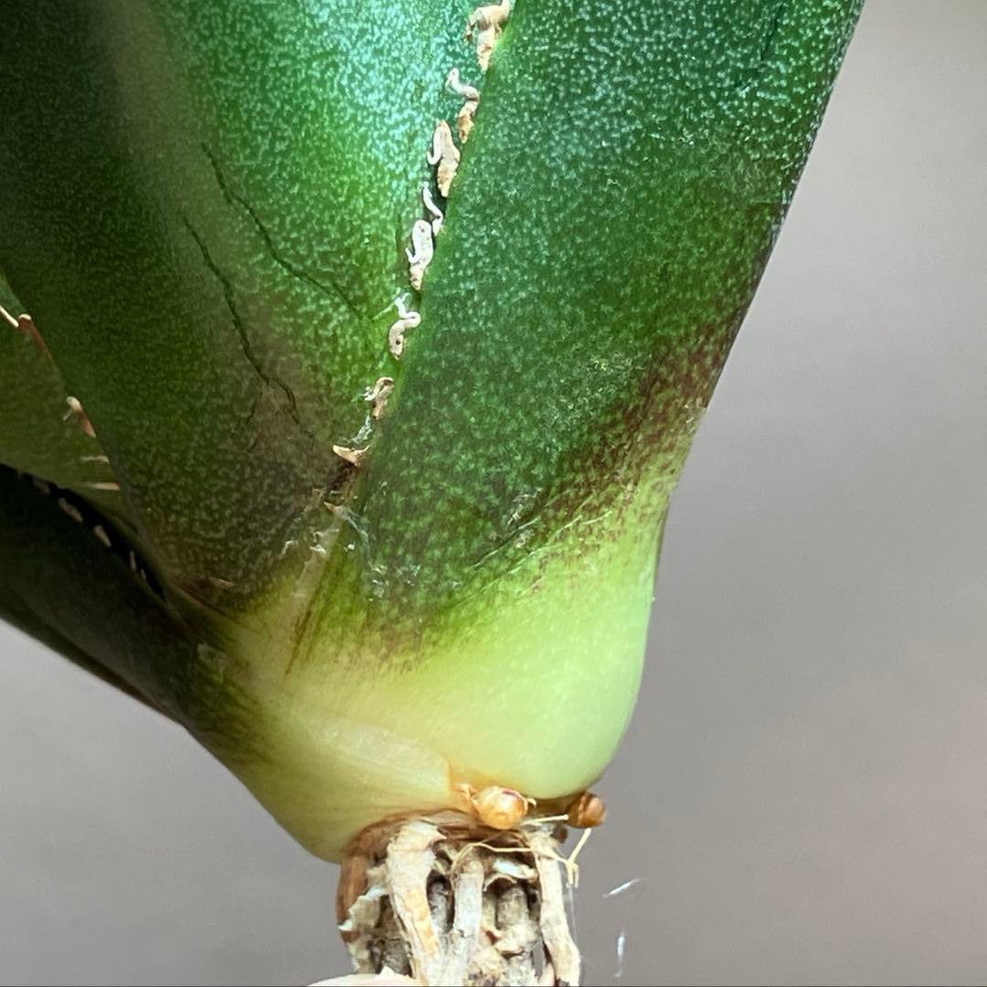 サービス品【速達】⑦優秀　選抜　黒棘　強棘　アガベ　緑犀牛　TC