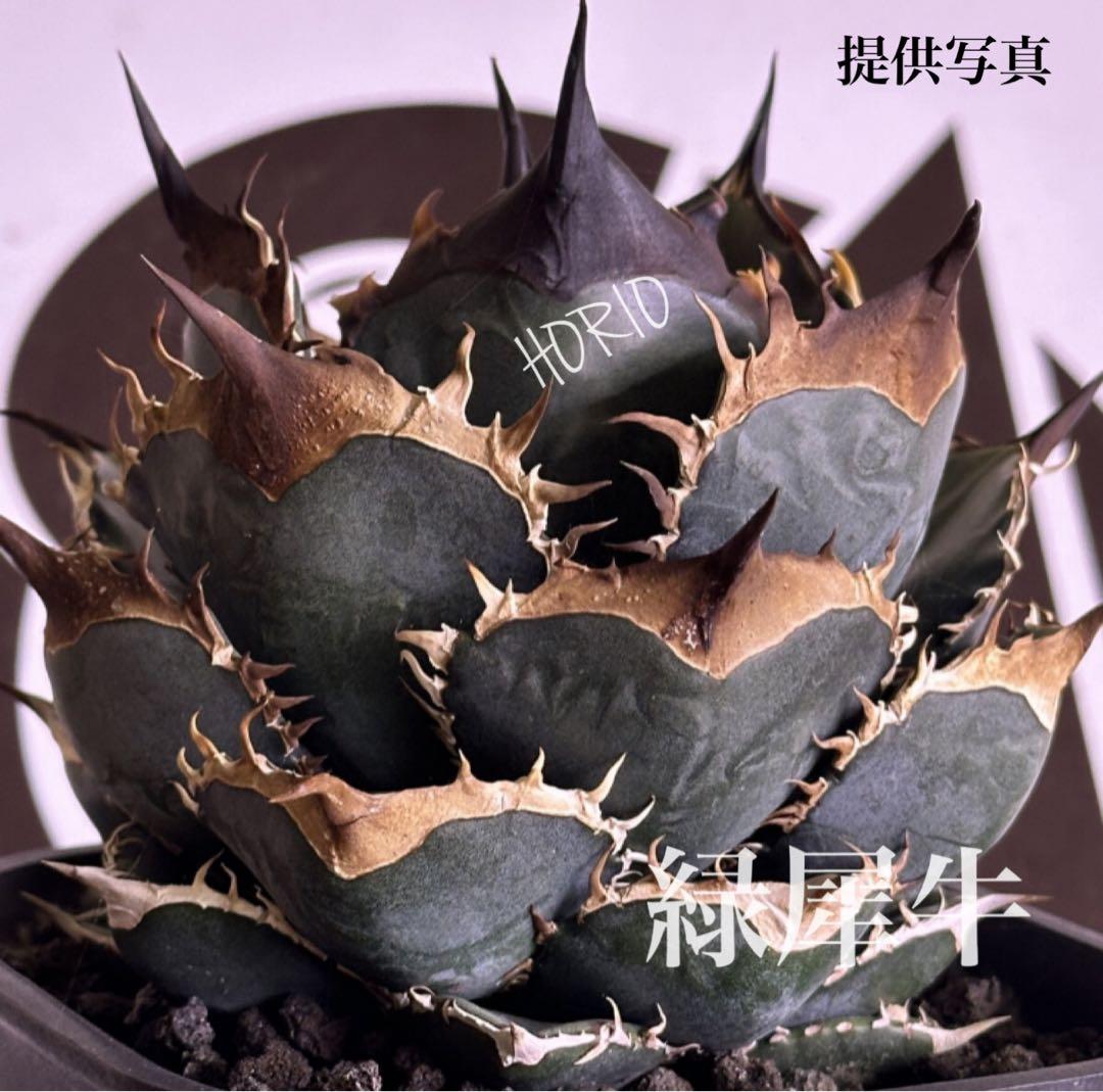 サービス品【速達】⑦優秀　選抜　黒棘　強棘　アガベ　緑犀牛　TC