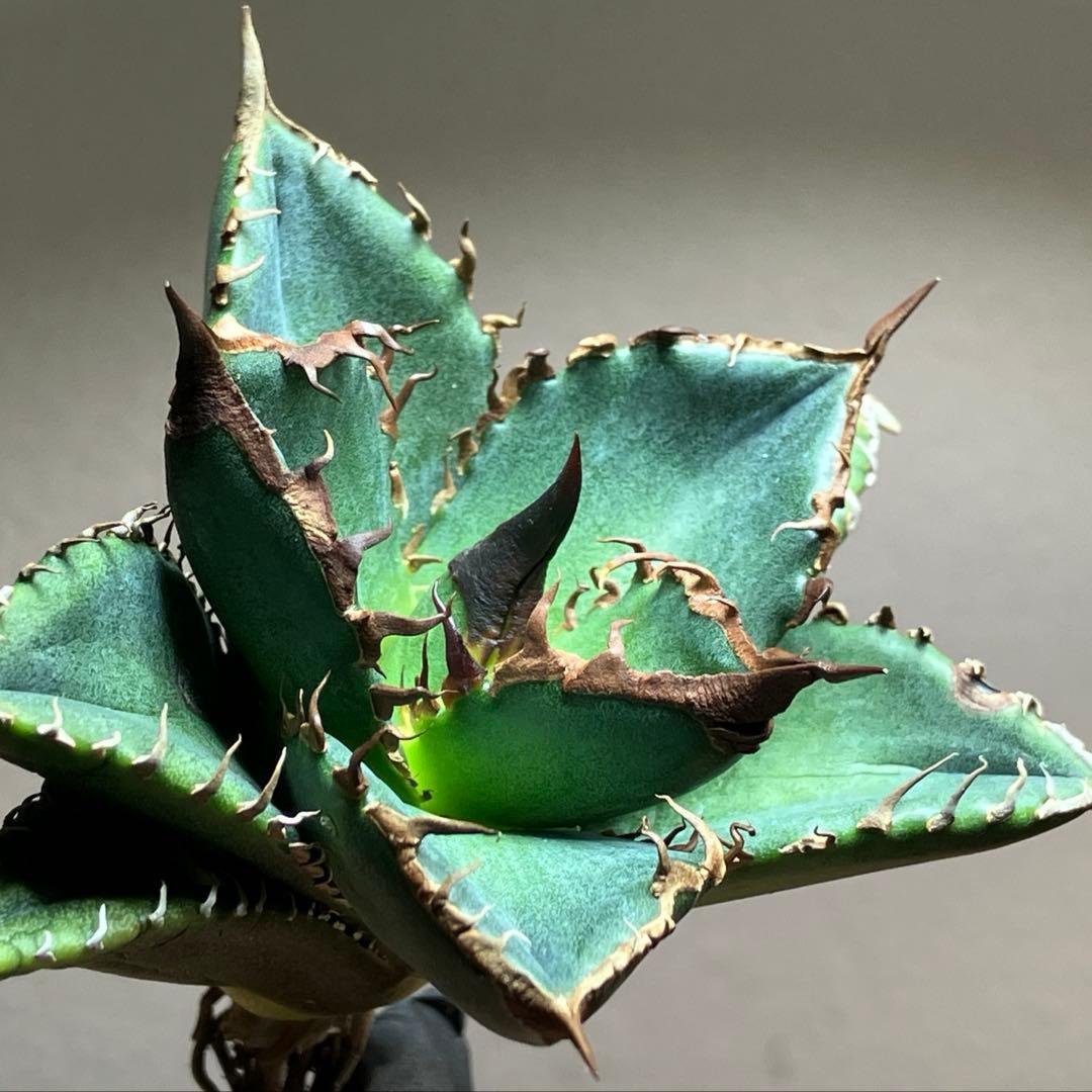 サービス品【速達】⑦優秀　選抜　黒棘　強棘　アガベ　緑犀牛　TC