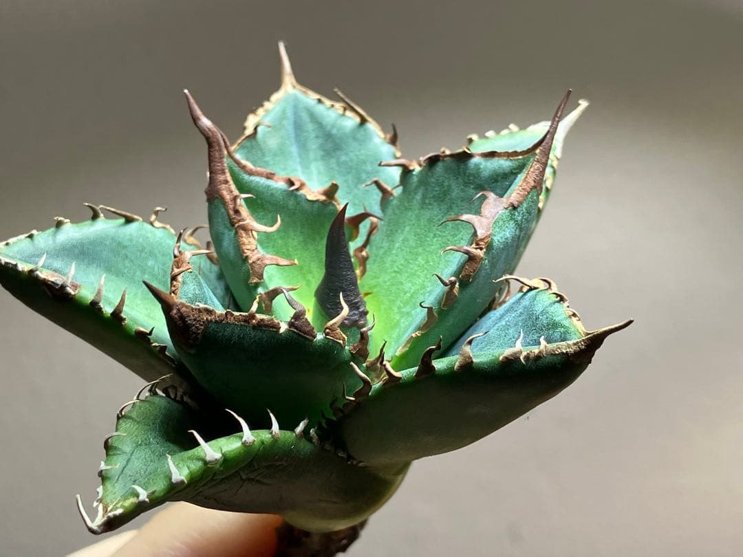 サービス品【速達】⑦優秀　選抜　黒棘　強棘　アガベ　緑犀牛　TC