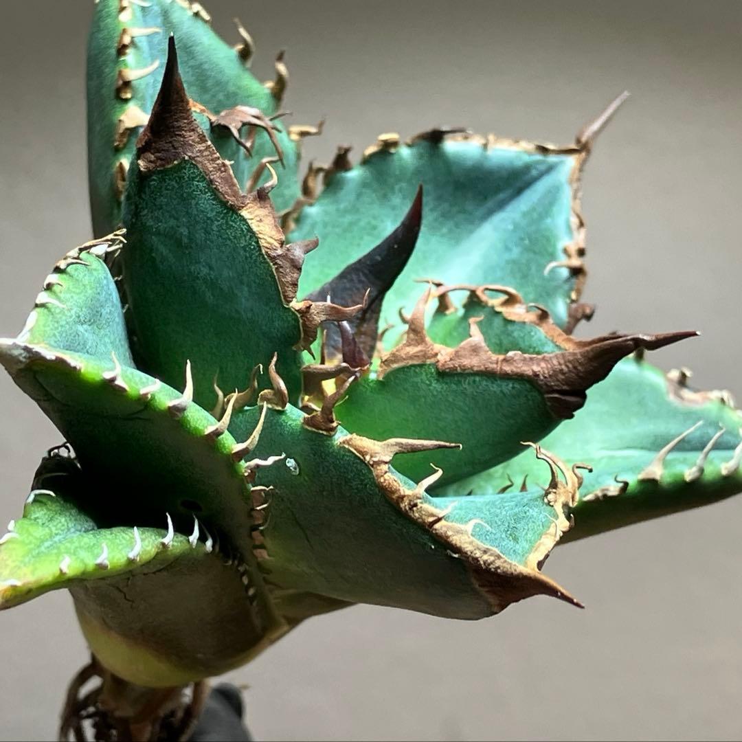 サービス品【速達】⑦優秀　選抜　黒棘　強棘　アガベ　緑犀牛　TC