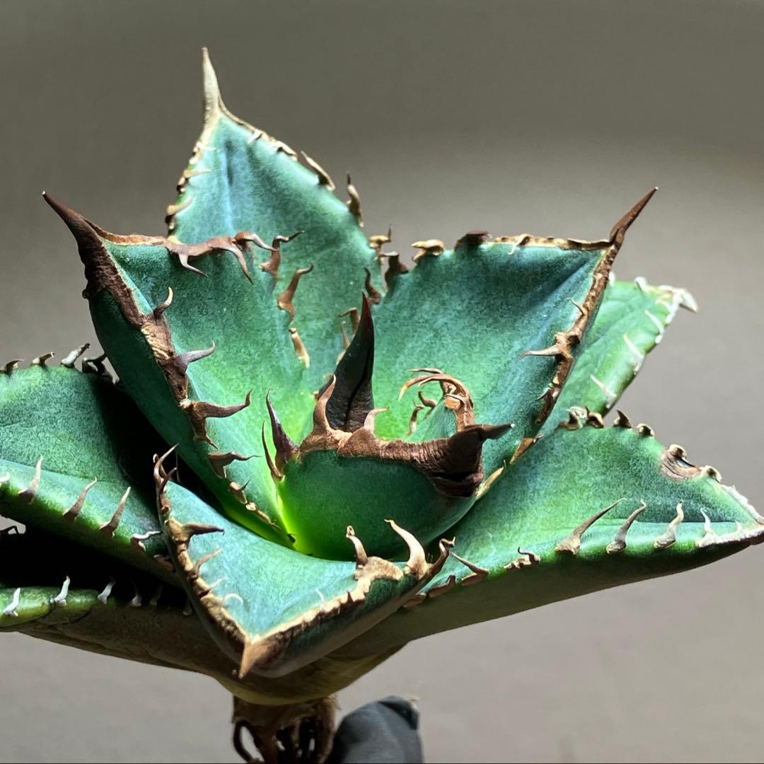 サービス品【速達】⑦優秀　選抜　黒棘　強棘　アガベ　緑犀牛　TC