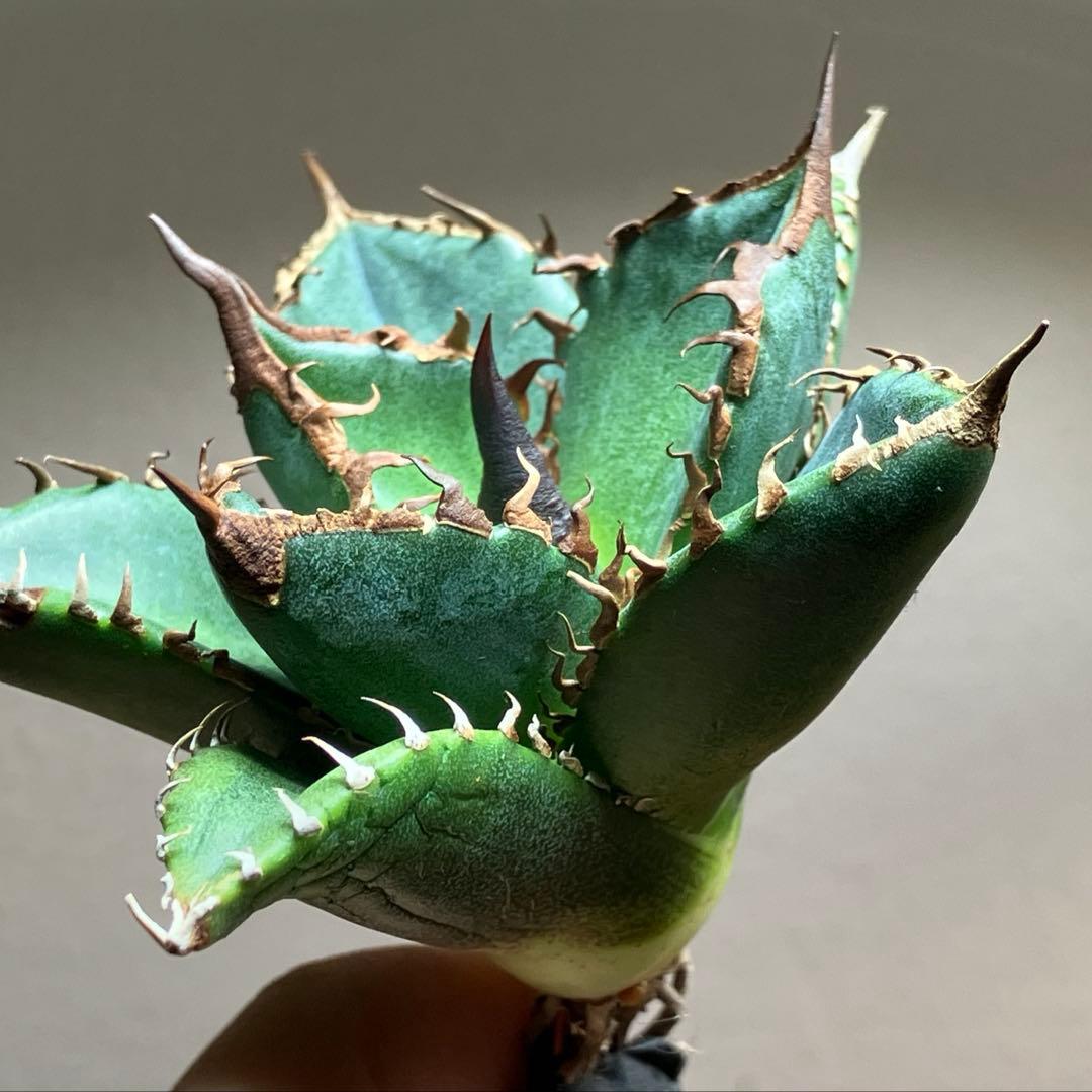 サービス品【速達】⑦優秀　選抜　黒棘　強棘　アガベ　緑犀牛　TC