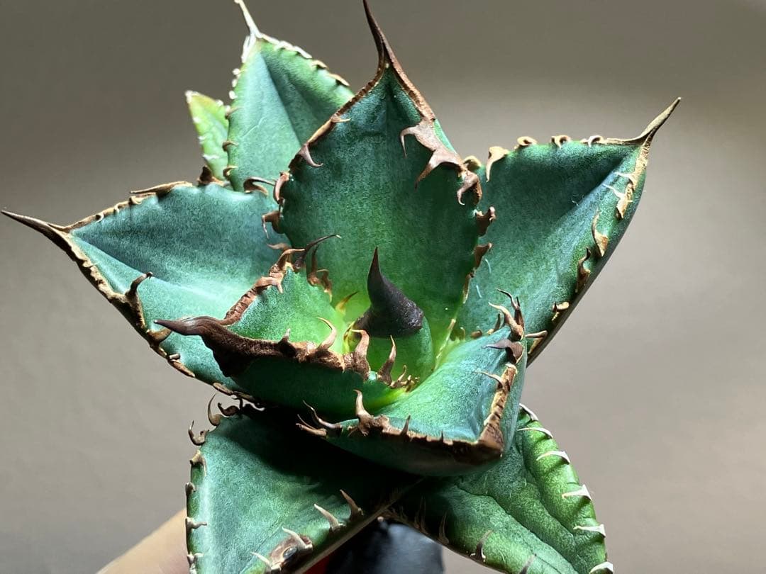 サービス品【速達】⑦優秀　選抜　黒棘　強棘　アガベ　緑犀牛　TC