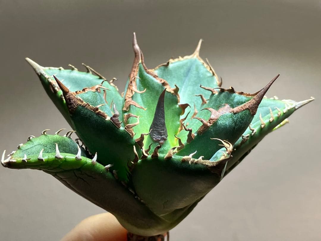 サービス品【速達】⑦優秀　選抜　黒棘　強棘　アガベ　緑犀牛　TC